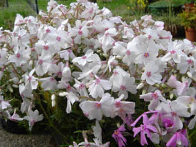 Phlox subulata 'Amazing Grace'